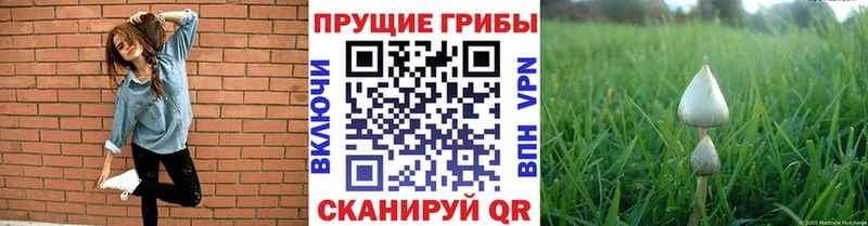 закладка  Шиханы  Псилоцибиновые грибы MAGIC MUSHROOMS 